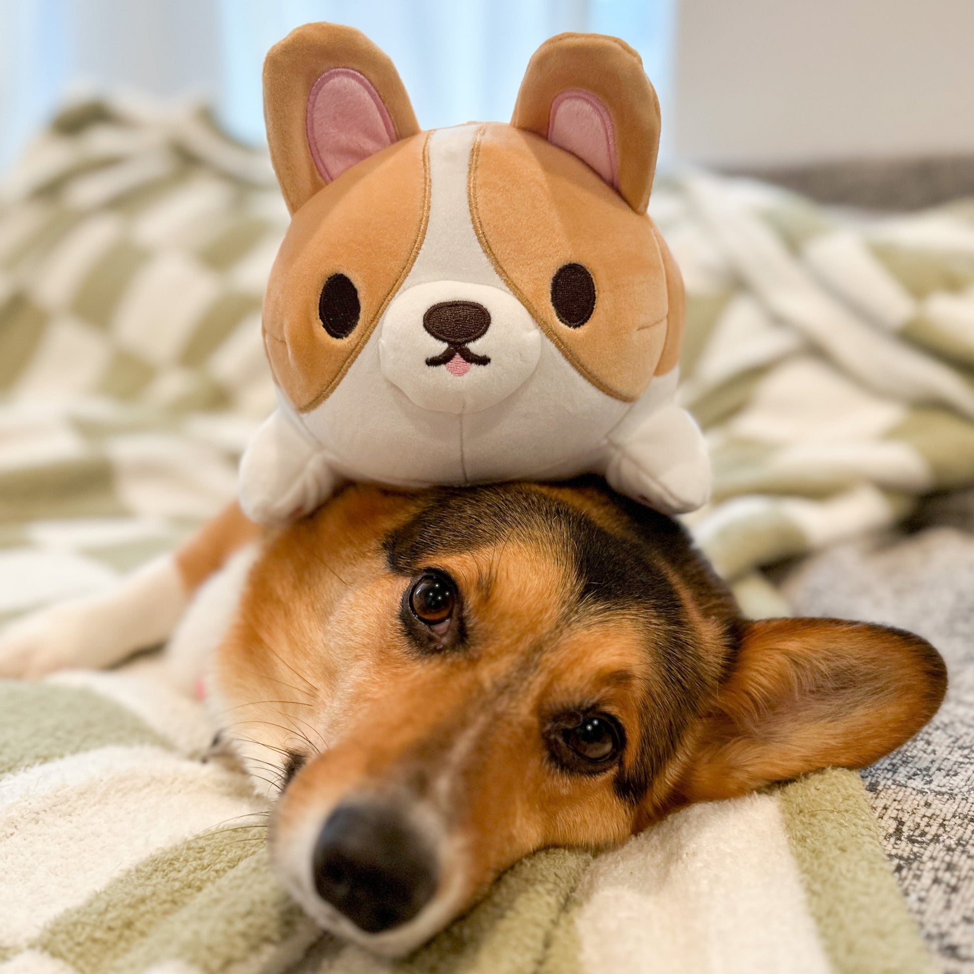 Corgi Plush! [sold out]